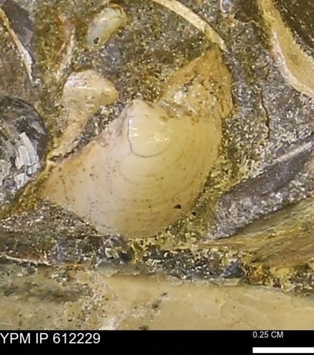 undet. Bivalvia