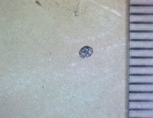 undet. Hexapoda