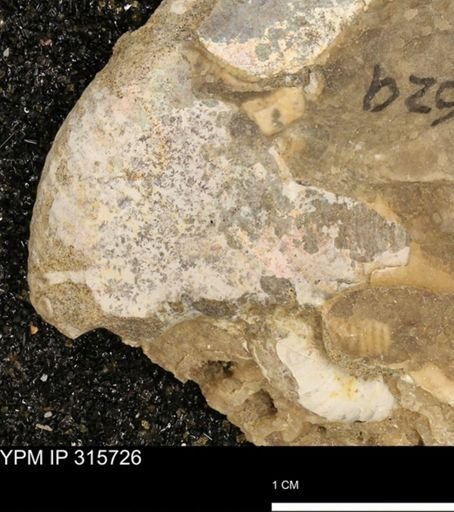Hoploscaphites nicolletii
