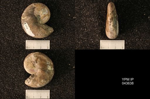 Hoploscaphites nicolletii