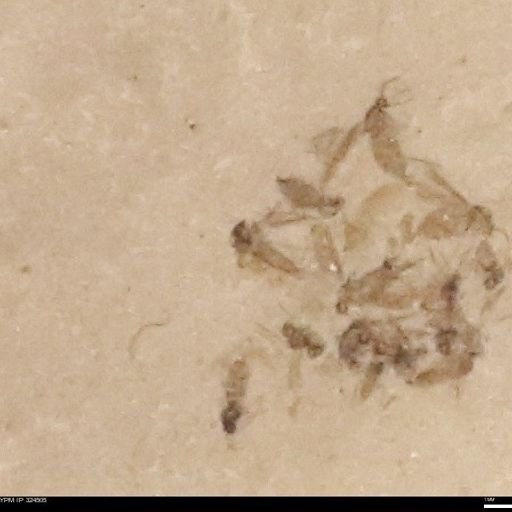 undet. Insecta