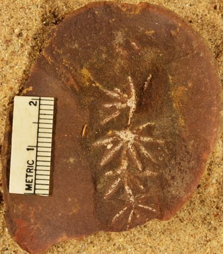Annularia sphenophylloides