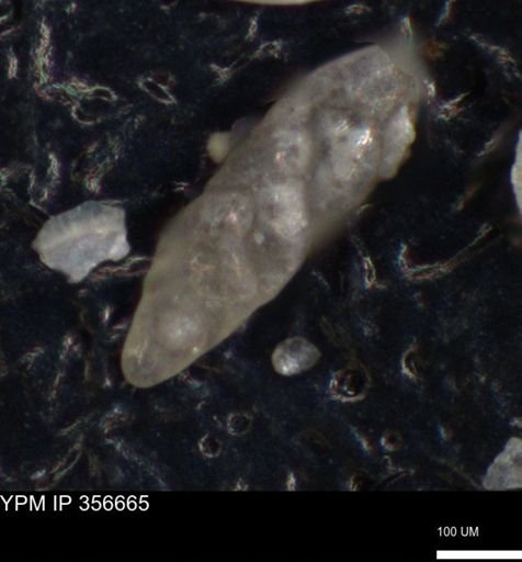 undet. Foraminiferida
