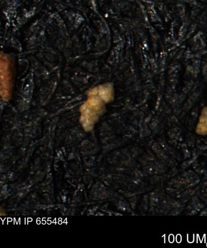 Verneuilina canadensis