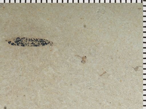 undet. Hymenoptera