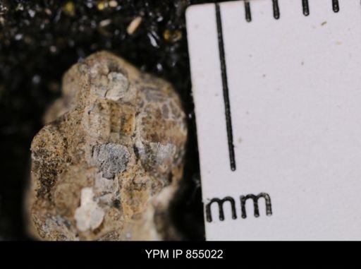 undet. Gastropoda