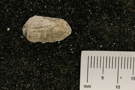 Hiatella arctica