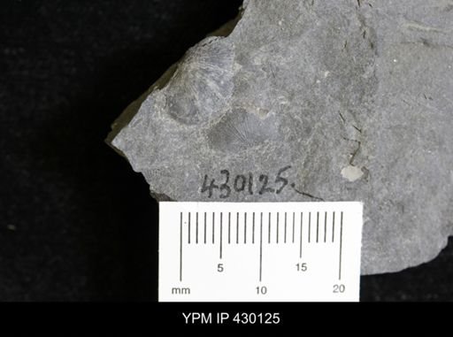 Devonochonetes sp.