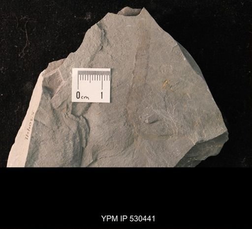 Spartobranchus