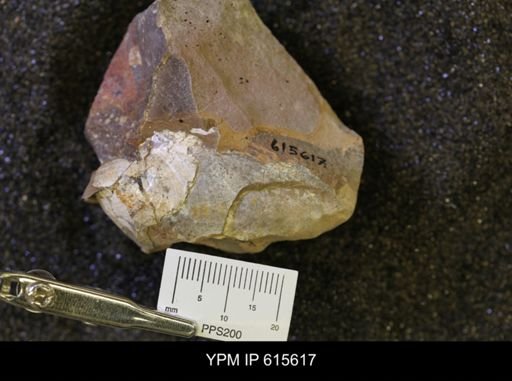 Inoceramus sp.