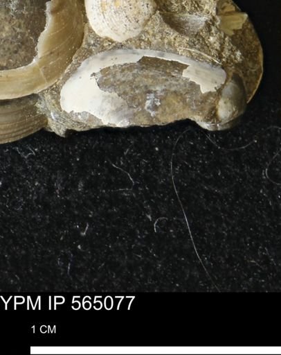 Limopsis striatopunctatus