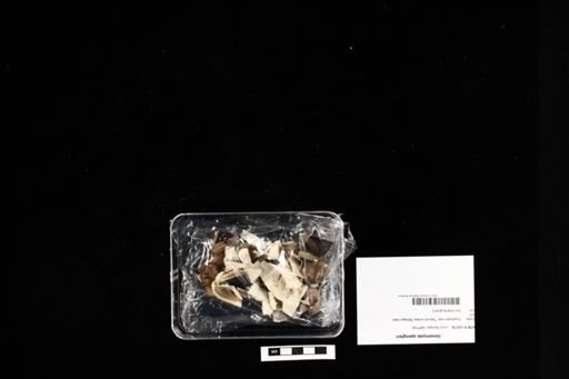 Geoemyda spengleri