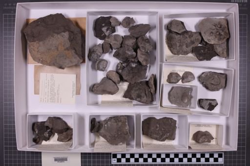 mixed taxa, stratigraphic collection