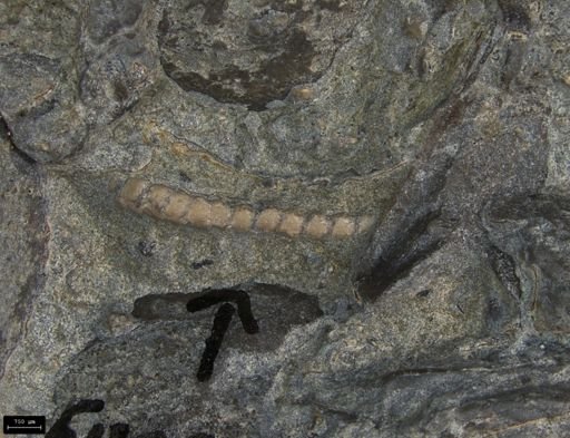 Aplocoma damesii