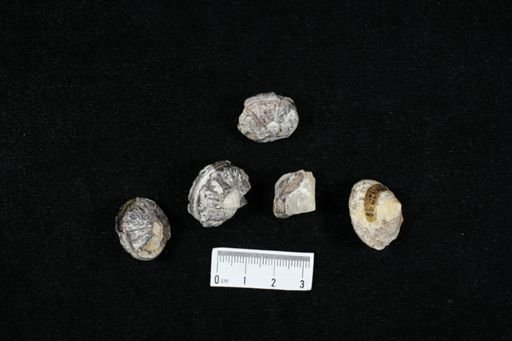 undet. Actinopterygii