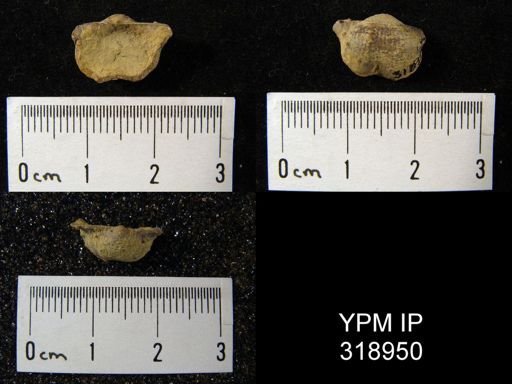 Marginifera splendens