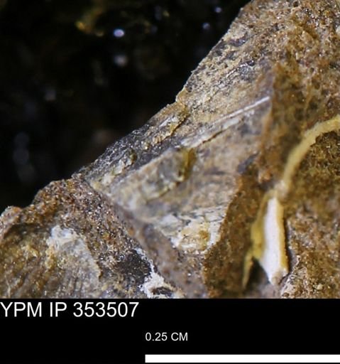 Limopsis striatopunctatus