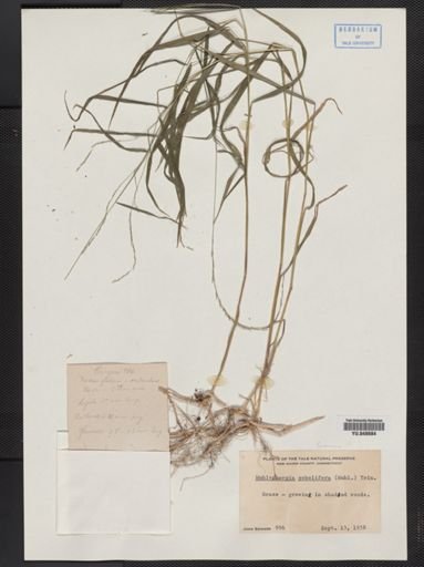 Muhlenbergia sobolifera