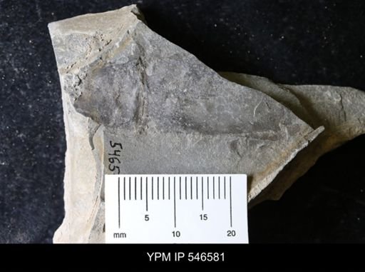 Eurypterida?