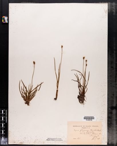 Xyris caroliniana