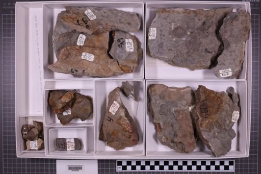 mixed taxa, stratigraphic collection
