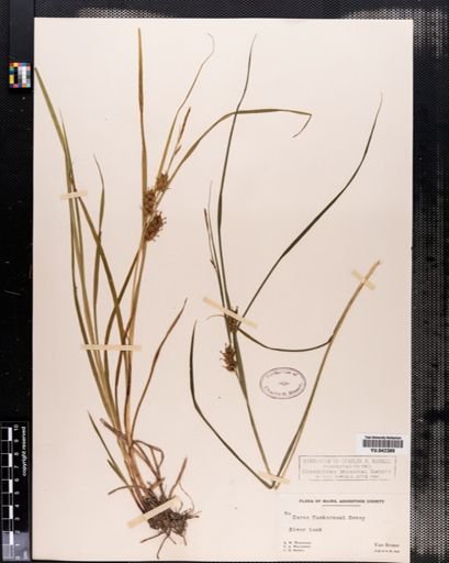 Carex