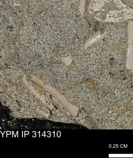 undet. Scaphopoda