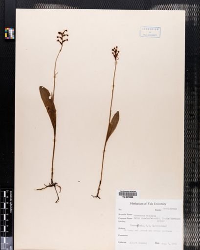 Habenaria