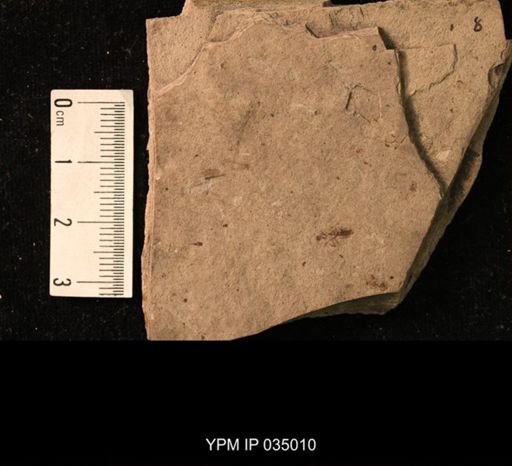 undet. Hymenoptera