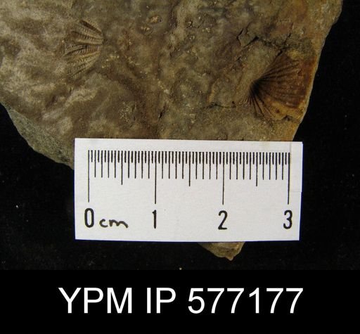 Mucrospirifer sp.
