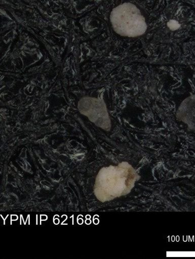 undet. Heterohelicidae