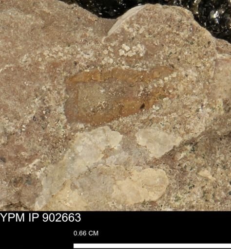 undet. Mollusca