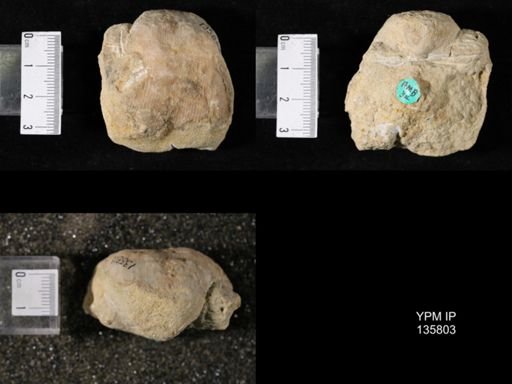 Productus (Linoproductus) lineatus