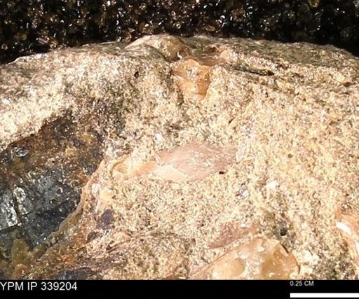 undet. Mollusca