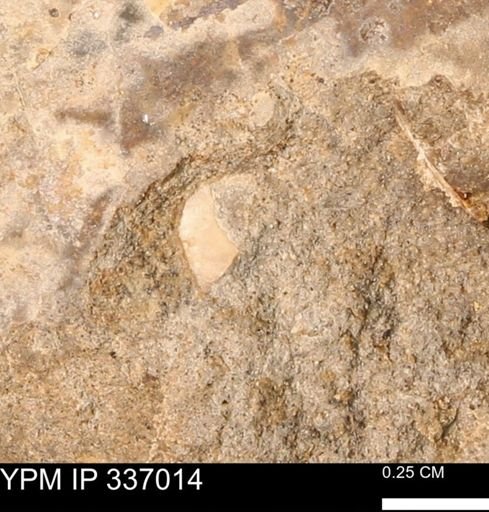 undet. Mollusca
