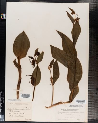 Cypripedium