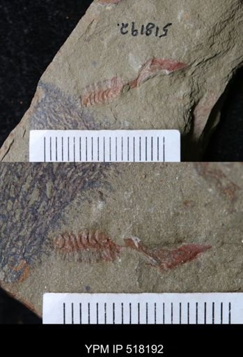 undet. Stylophora