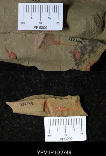 undet. Xiphosurida