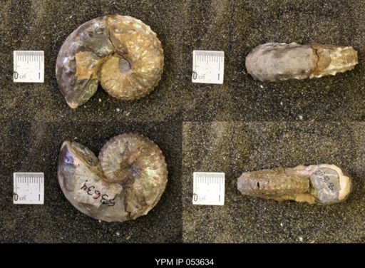 Discoscaphites conradi
