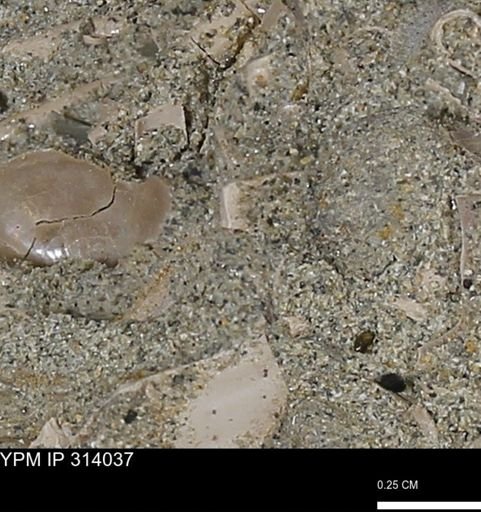 undet. Scaphopoda