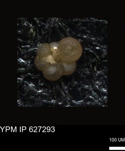 undet. Foraminiferida