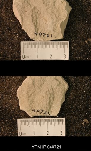 Blattaria