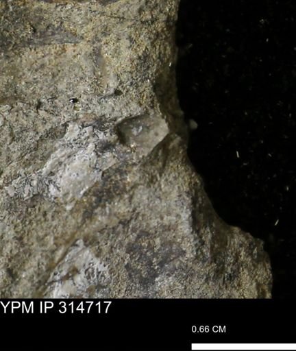 undet. Scaphitidae