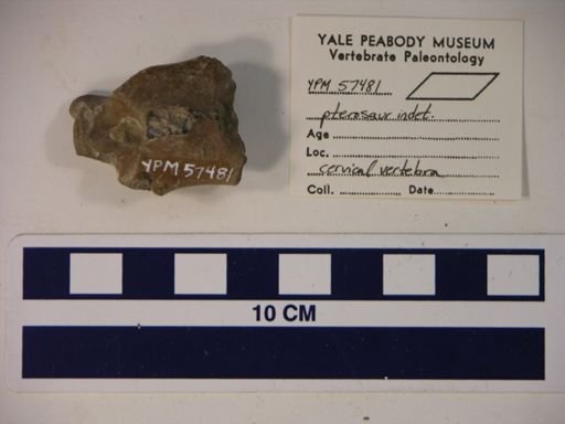 Pterosauria