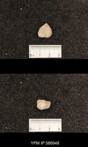 Rhynchotrema capax