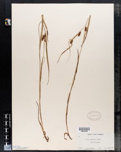 Carex granularis