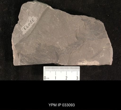 Mormolucoides articulatus