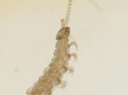 Symphyla