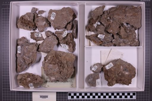 mixed taxa, stratigraphic collection