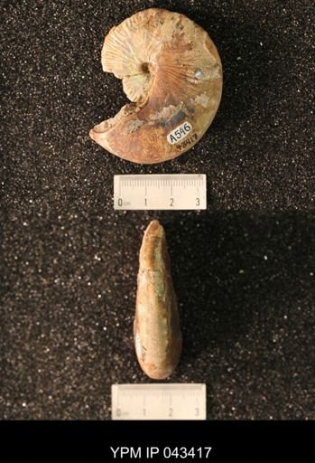 Hoploscaphites nicolletii